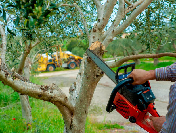 The Steps Involved in Our Tree Care Process in Wilson, NC